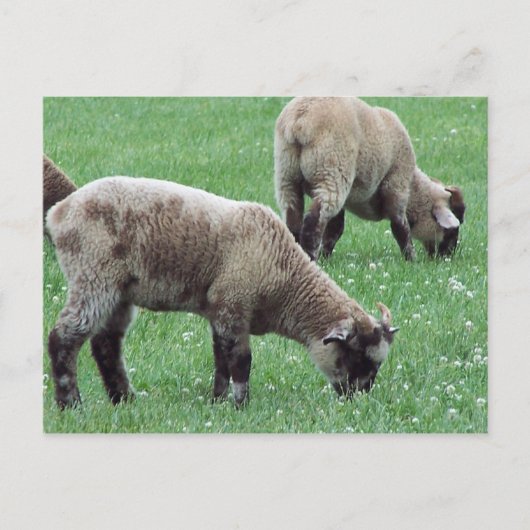 Das Schaf des Berges Vernon.. Postkarte (Vorderseite)