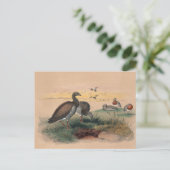 Das schamköpfige Gänse von Joseph Wolf Postkarte (Stehend Vorderseite)