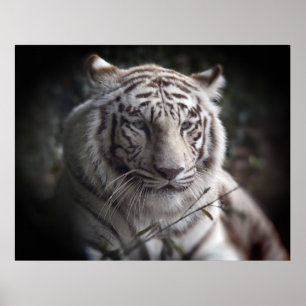 Das schauspielerische Augapester der Tiger Poster