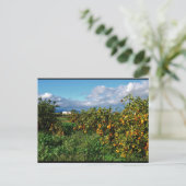 Das Scheunenhaus durch den Orangenhain Postkarte (Stehend Vorderseite)
