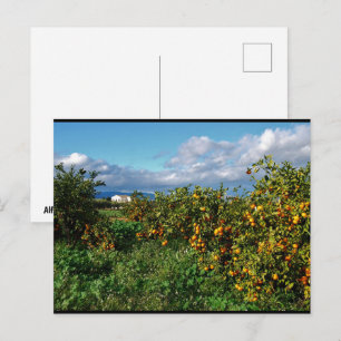 Das Scheunenhaus durch den Orangenhain Postkarte