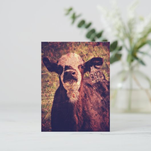 Das schöne Kalb Postkarte (Stehend Vorderseite)