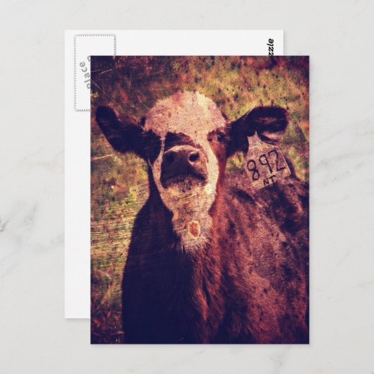 Das schöne Kalb Postkarte (Vorne/Hinten)