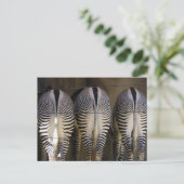 Das schüchterne Trio, die zebra-Postkarte Postkarte (Stehend Vorderseite)