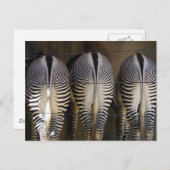 Das schüchterne Trio, die zebra-Postkarte Postkarte (Vorne/Hinten)
