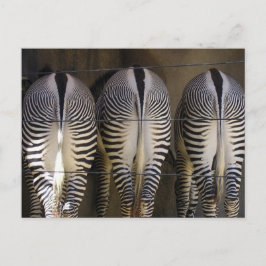 Das schüchterne Trio, die zebra-Postkarte Postkarte