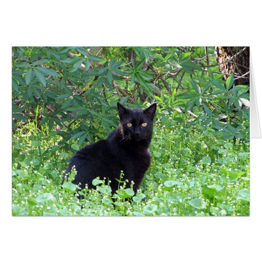 Das schwarze Katzen-Gefühl, das ohne Sie einsam (Vorderseite (Horizontal))