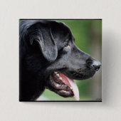 Das schwarze Labrador Button (Vorderseite)