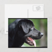 Das schwarze Labrador Postkarte (Vorne/Hinten)