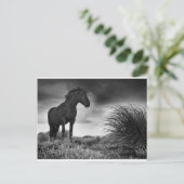 Das schwarze Pferd Postkarte (Stehend Vorderseite)