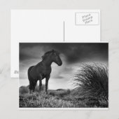 Das schwarze Pferd Postkarte (Vorne/Hinten)