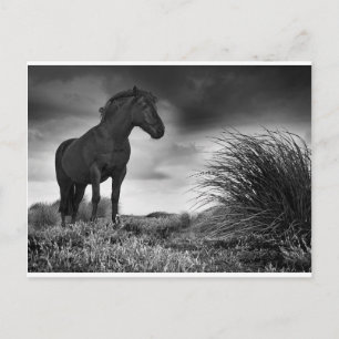 Das schwarze Pferd Postkarte