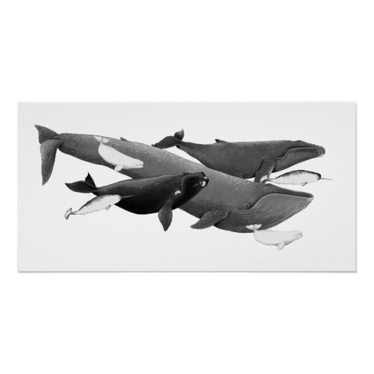 Das Schwimmen von Walen illustriert Kunstwale Poster (Vorderseite)