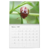 Das sind die Käfer! Insektenkalender Kalender (Feb 2027)