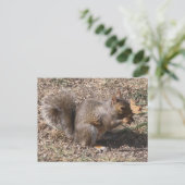 Das sind NUTS!! Backyard-Eichhörnchen im Herbst Postkarte (Stehend Vorderseite)