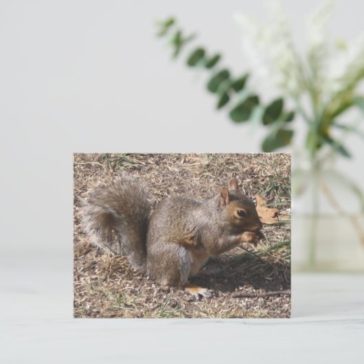 Das sind NUTS!! Backyard-Eichhörnchen im Herbst Postkarte (Stehend Vorderseite)