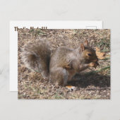 Das sind NUTS!! Backyard-Eichhörnchen im Herbst Postkarte (Vorne/Hinten)