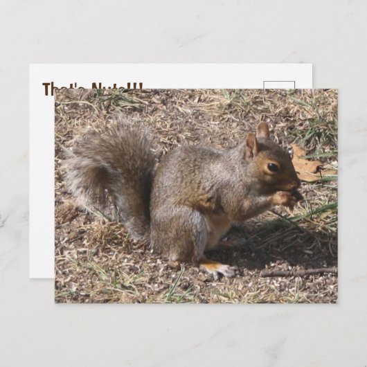 Das sind NUTS!! Backyard-Eichhörnchen im Herbst Postkarte (Vorne/Hinten)