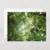 Das Sonnenlicht strahlt durch die Blätter der Bäum Postkarte (Vorne/Hinten)