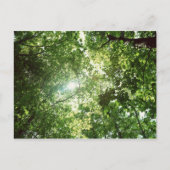 Das Sonnenlicht strahlt durch die Blätter der Bäum Postkarte (Vorderseite)