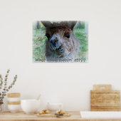 Das sonnige Foto eines Lamas auf einem Plakat (Küche)