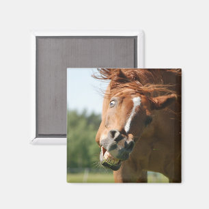 Das sonnige Pferdeschlitten mit den gekrönten Lipp Magnet