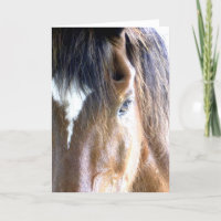 Das Soul l Horse Gesicht Nah-up Fotografie