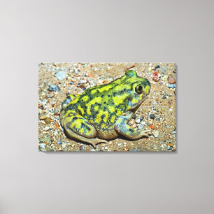 Das Spadefoot einer Couch Kröte Leinwanddruck