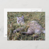 Das Spiel im Hay Postkarte (Vorne/Hinten)