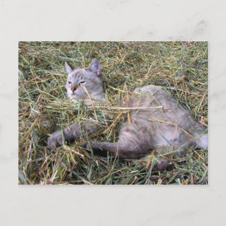 Das Spiel im Hay Postkarte