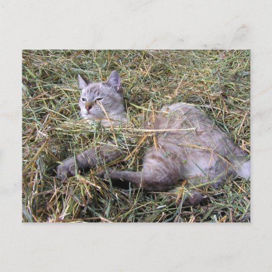 Das Spiel im Hay Postkarte (Vorderseite)