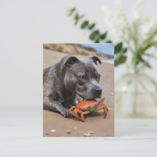 Das Staffy ist ein Freund mit Strandkrabbe, Postkarte