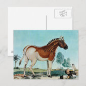 Das Steppenzebra oder Das Quagga (1882) Postkarte (Vorne/Hinten)