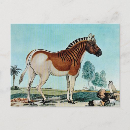 Das Steppenzebra oder Das Quagga (1882) Postkarte (Vorderseite)