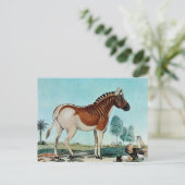 Das Steppenzebra oder The Quagga (1882) Postkarte (Stehend Vorderseite)