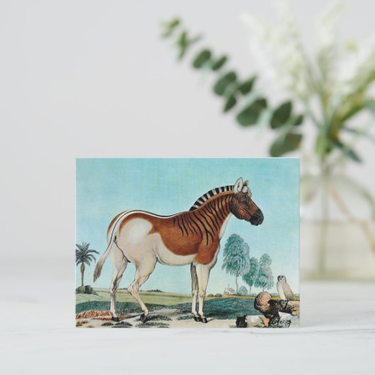 Das Steppenzebra oder The Quagga (1882) Postkarte (Stehend Vorderseite)