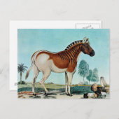 Das Steppenzebra oder The Quagga (1882) Postkarte (Vorne/Hinten)