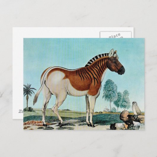 Das Steppenzebra oder The Quagga (1882) Postkarte (Vorne/Hinten)