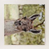 Das süße und Niedliche Llama-Gesicht vor dem große Puzzle (Horizontal)