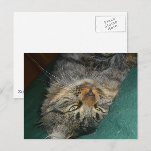 Das Tig Postkarte (Vorne/Hinten)