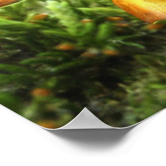 Das Toadstool Feenposter drucken Poster (Ecke)