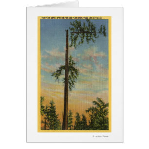 Das Toppen von Riesenspruce für 60 Meter. Segeln