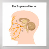 Das Trigeminusposter Poster (Vorne)