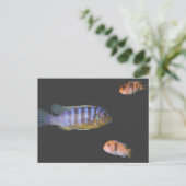 Das Trio des Cichlids Postkarte (Stehend Vorderseite)