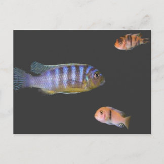 Das Trio des Cichlids Postkarte