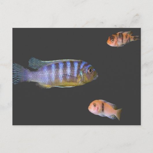 Das Trio des Cichlids Postkarte (Vorderseite)