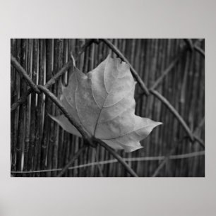 Das trockene Ahornleaf - Poster