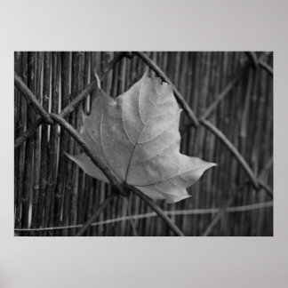 Das trockene Ahornleaf - Poster