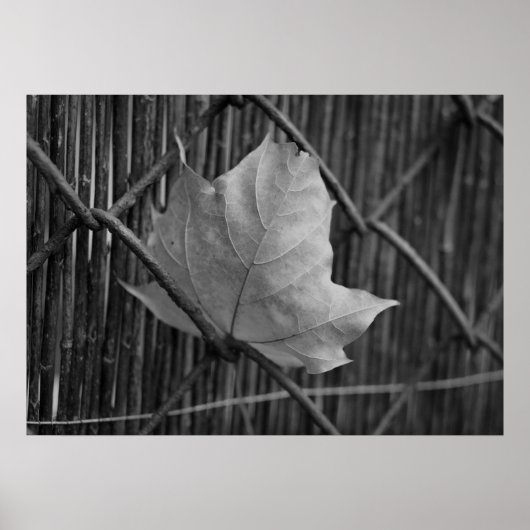 Das trockene Ahornleaf - Poster (Vorne)