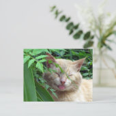 Das überquerende Tier ist die bezauberndste Stray Postkarte (Stehend Vorderseite)